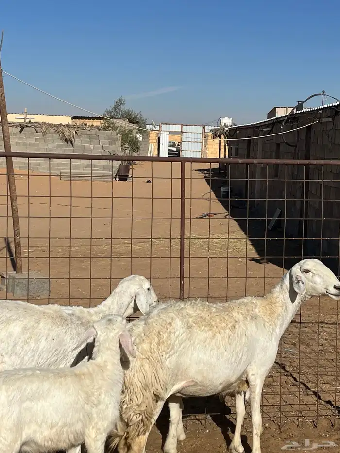 للبيع حريات صنف والد 3