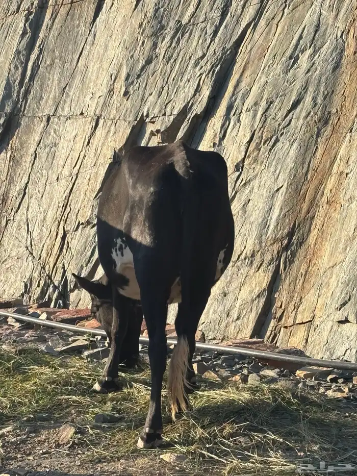 اربع بقر ثلاث لقيح ووحده ثنيه تحتها عجل عمره سبع شهور 2