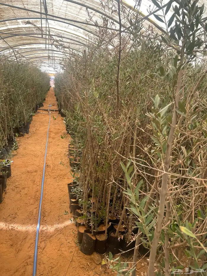 اشجار زيتون 7