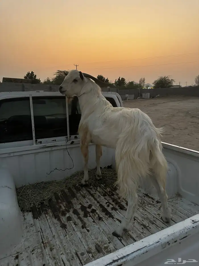 فحل بيشي مشروط 1