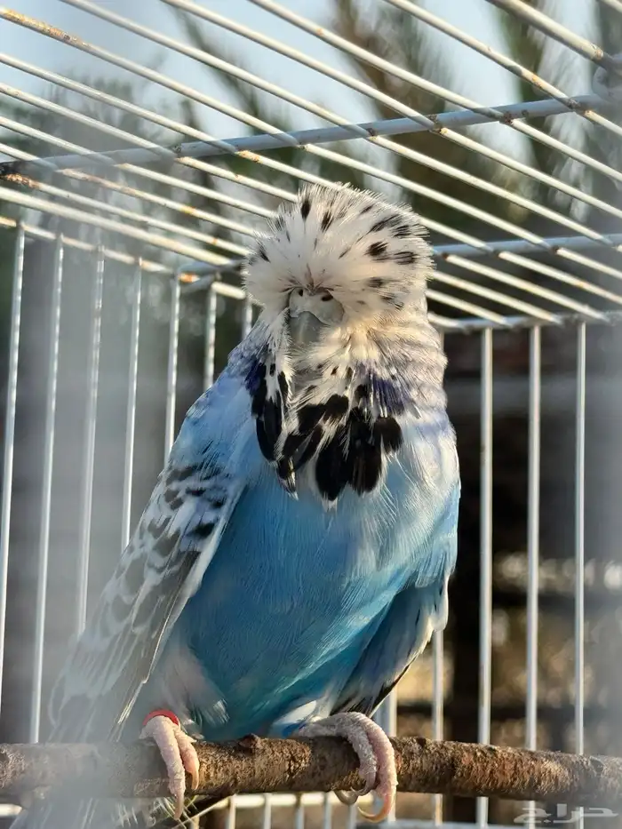 انثى بادجي انجليزي 10