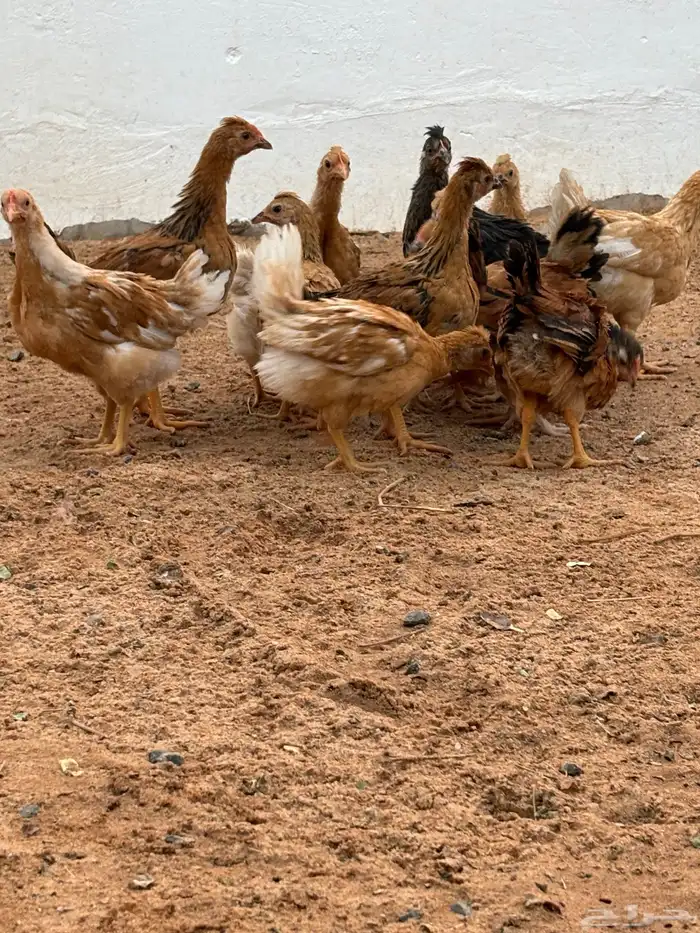 صوص دجاج امريكي هجين 0