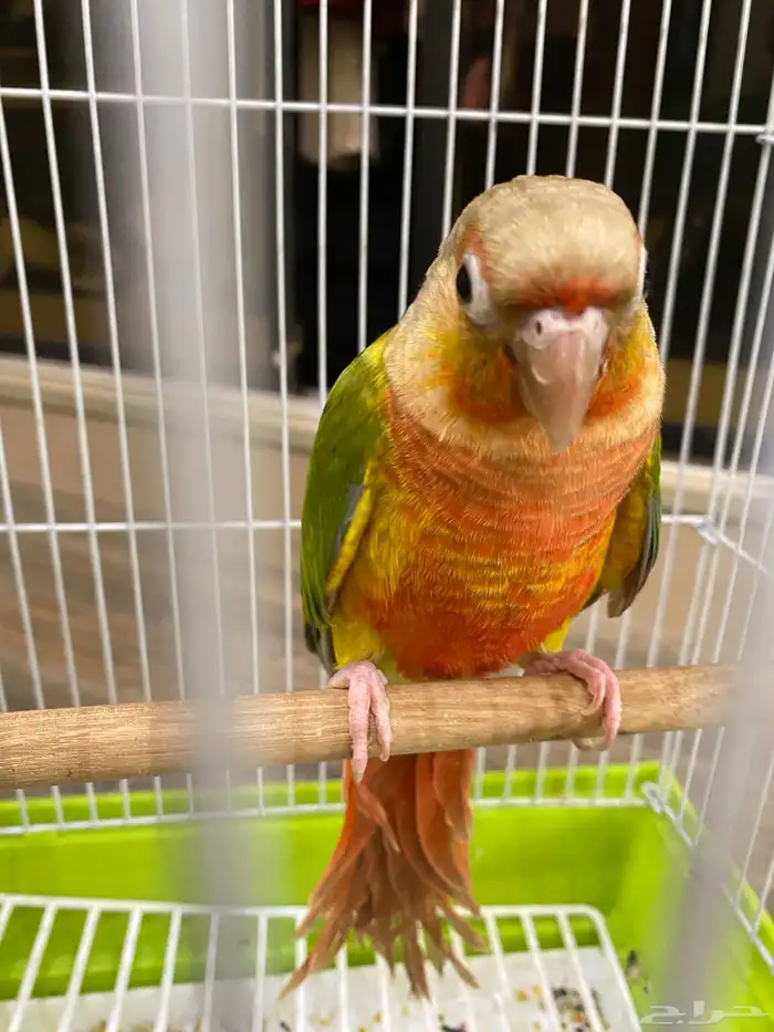 كنيور انناس دبل رد فاكتوري 6