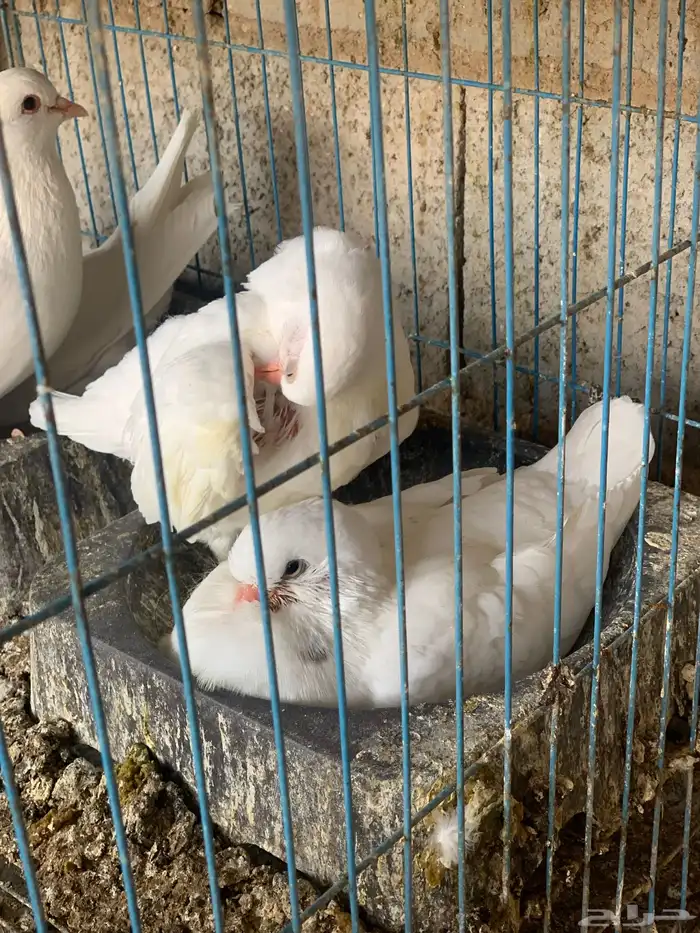 زغاليل راهيه 3