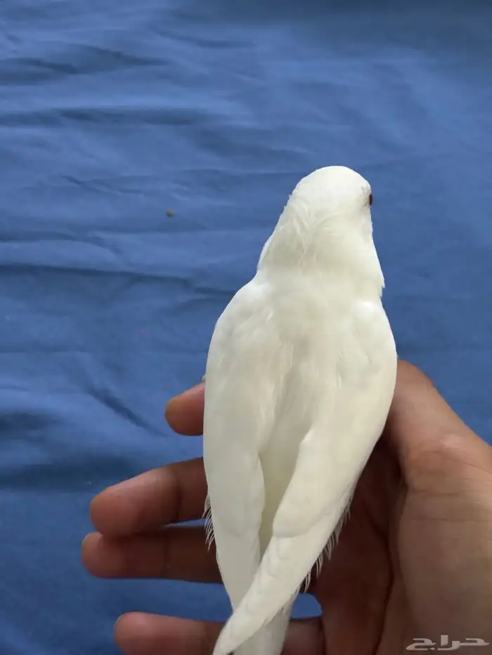 روز البينو عيون احمر اليف 1