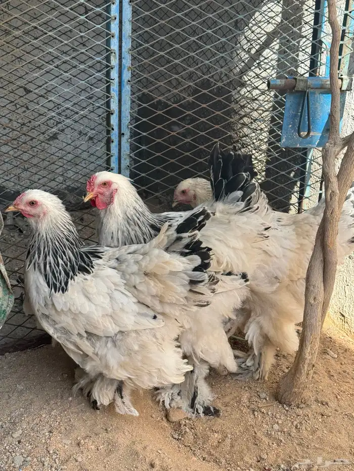 دجاج براهما 0