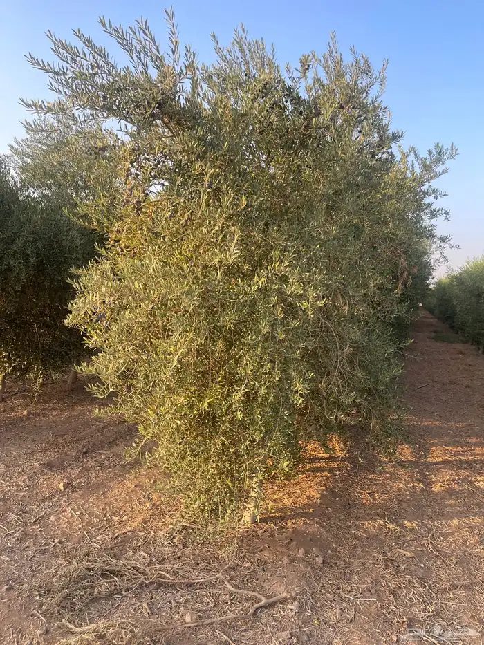 اشجار زيتون 0