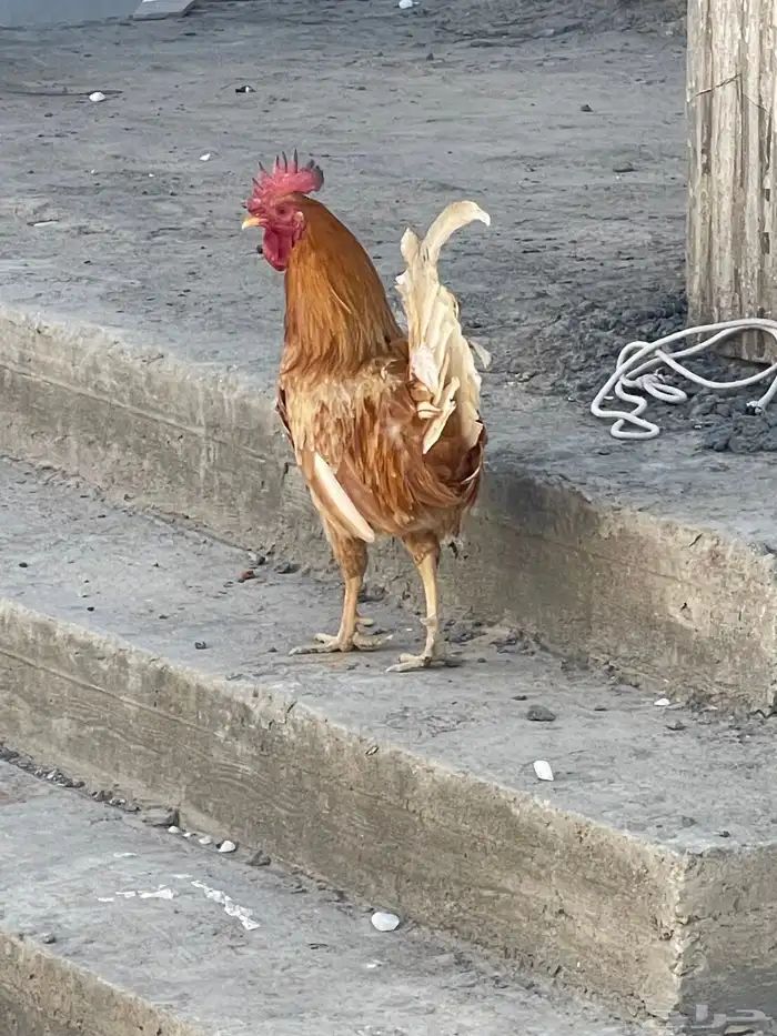 ديك ترثيات للبيع 1