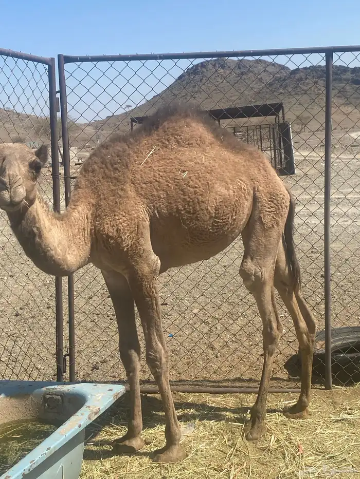 بكره ما شاء الله طيبه وحمراء 2