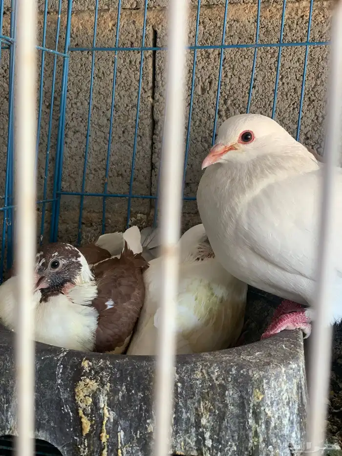 زغاليل راهيه 5