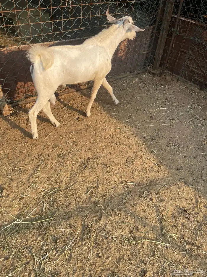 تيوس فحول صنف اعمارها جذعان واحد عمره6اشهر والثاني 10اشهر 0