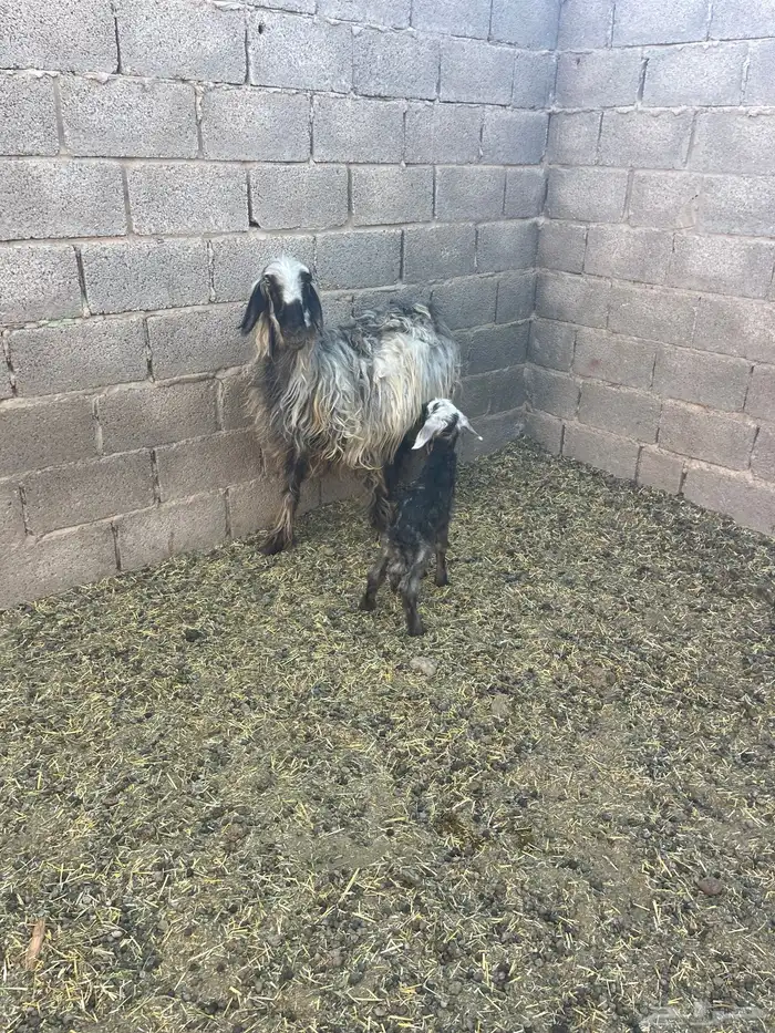 شاة حمراء دغما معها رخل عمرها تقريبا  اسبوع سنها رباع 1