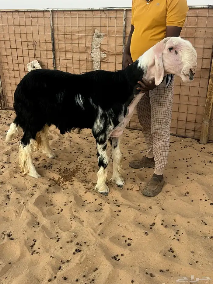 فحل نجدي مشروط 1