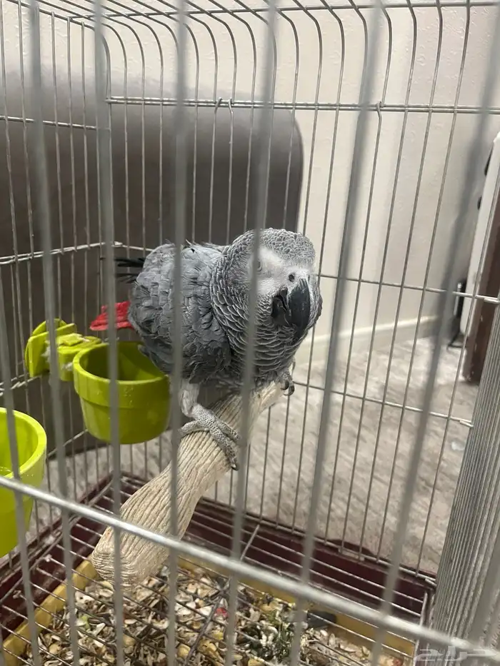 للبيع كاسكو 2