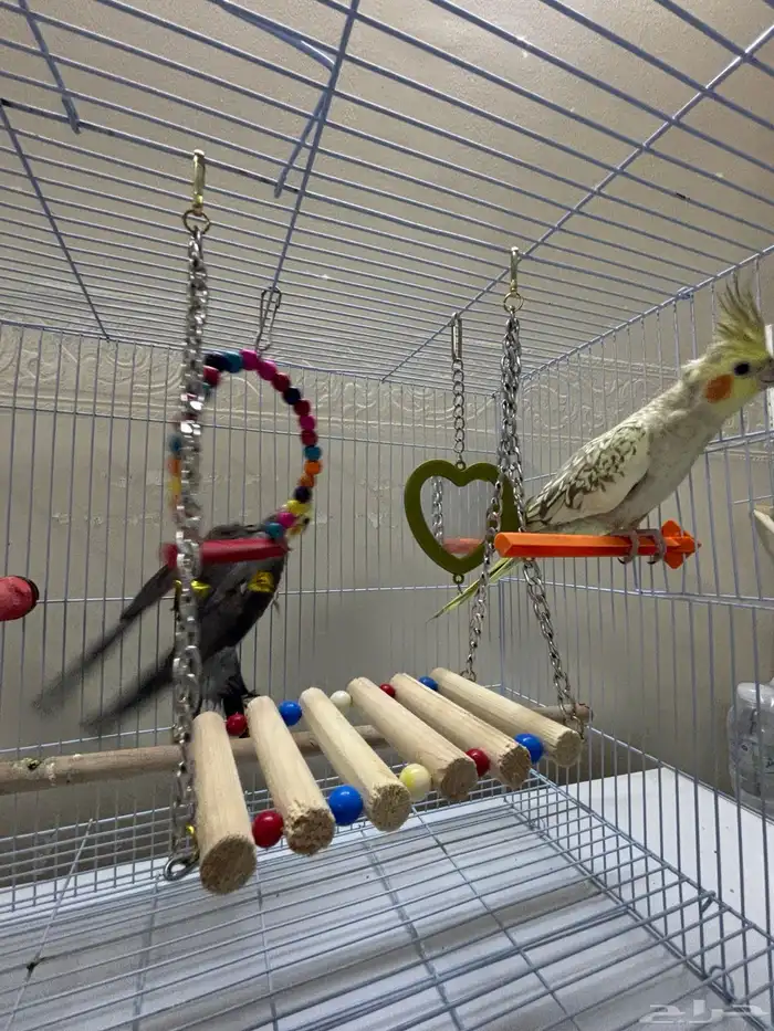 جوز كروان طيور 4