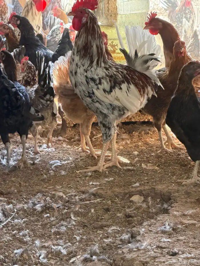 دجاج ماكنتوش بياض 5