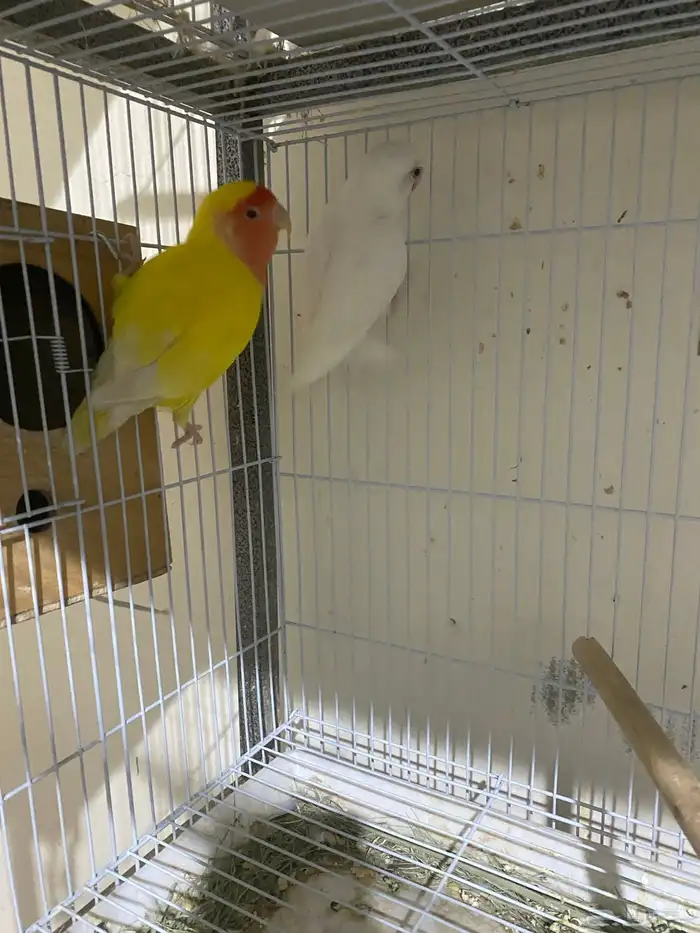 زوج روز منتج 0