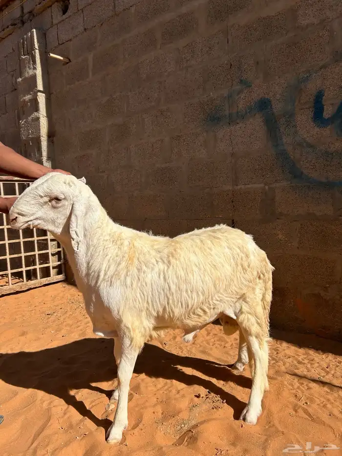 ذبايح صنف عالي 2