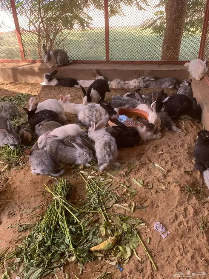 ارنب بلدي  وفرنسي 7