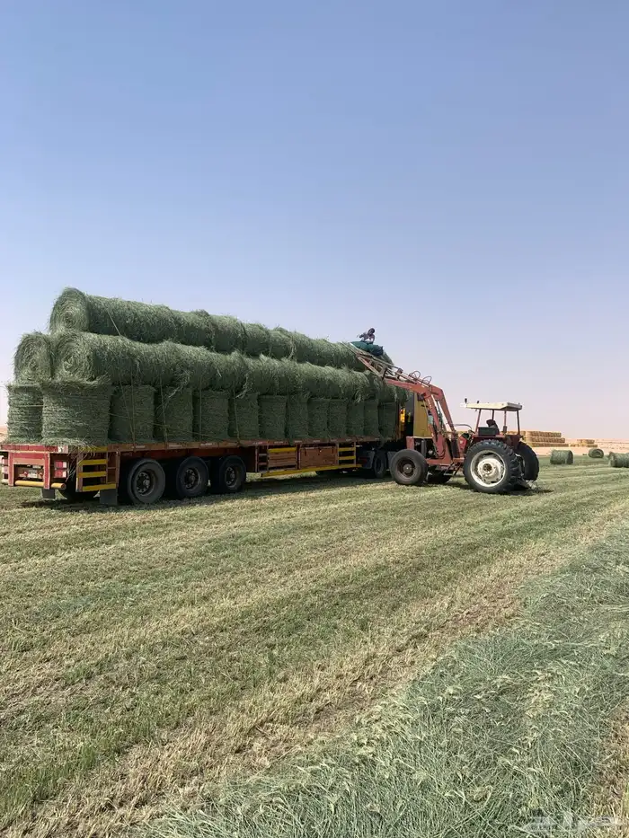 لفات رودس للبيع 0