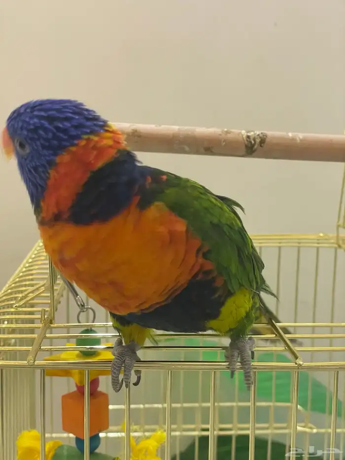 للبيع ببغاء الوري 1