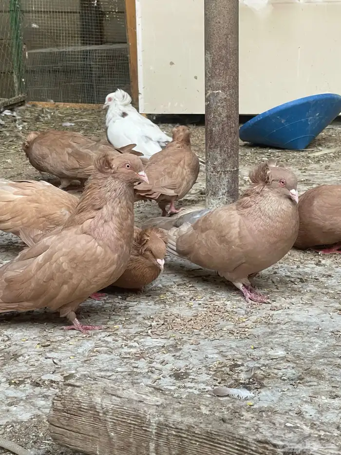 ما كان مصري سوبر جامبو 0