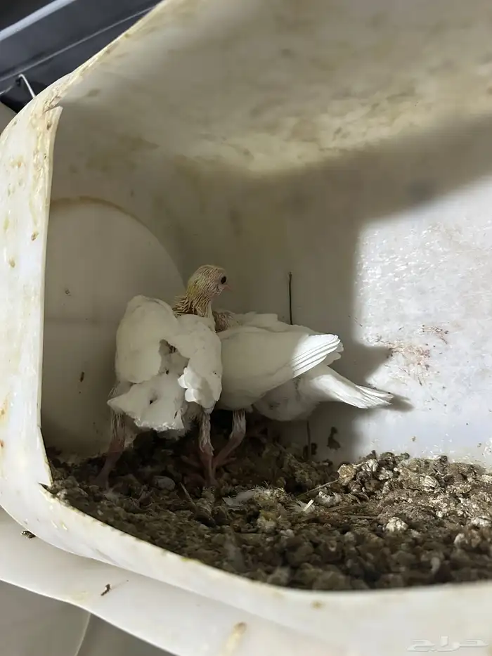 زعليل للبيع على اطلب 3