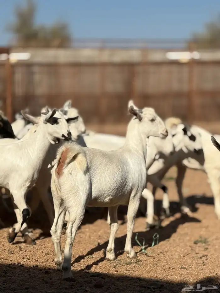 جفرات بيشيه 21