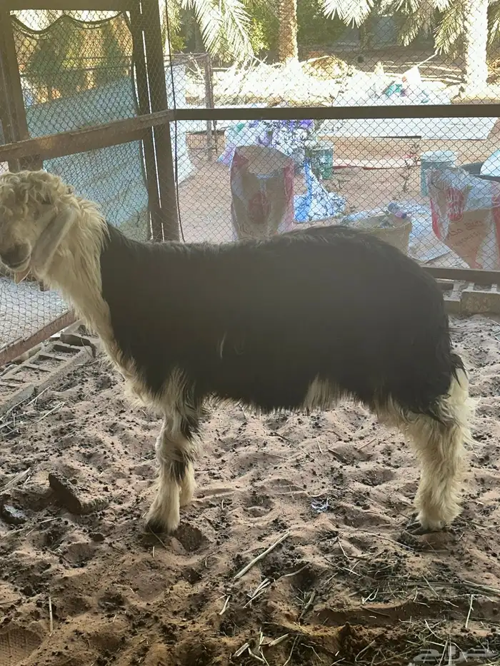 للبيع نجدي مشروع فحل كفووو 1