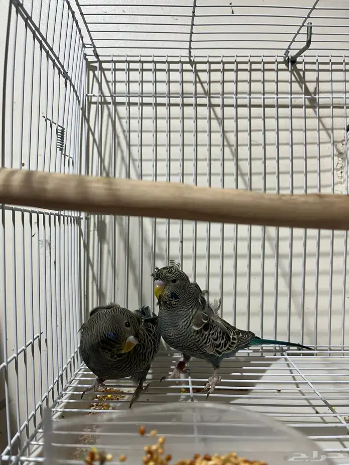 جوز بادجي هوقو بلاك فيس 1