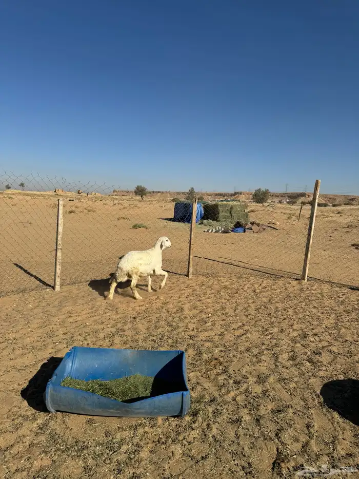 ذبايح تفريد خروف نجدي جفره خروف حري كلها شحم شعير وبرسيم 8