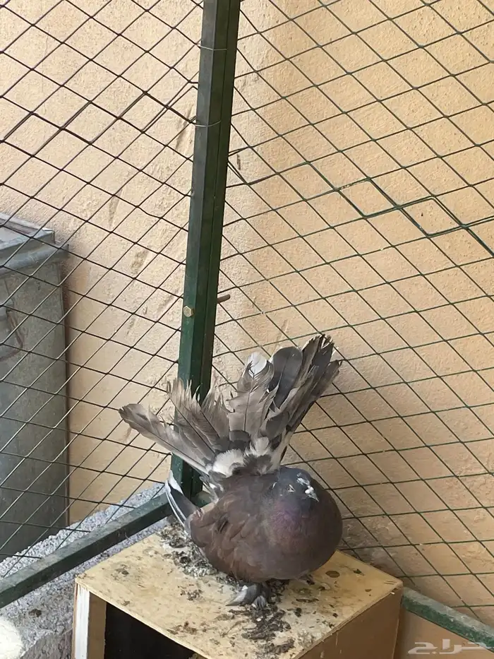 للبيع أزواج حمام 5