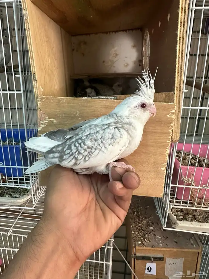 فروخ كروان رسيسف وايت فيس 1