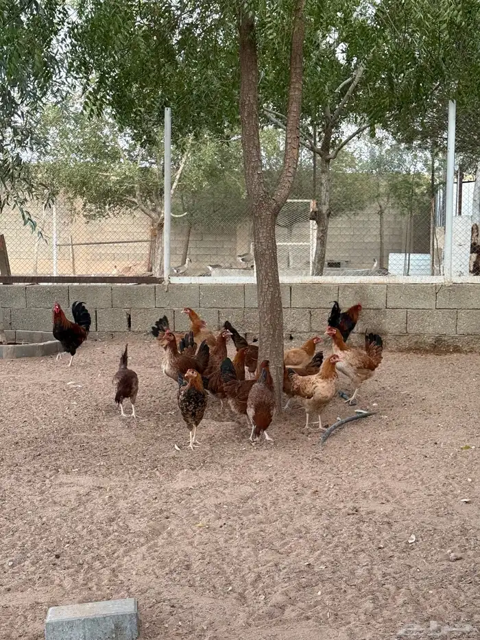 دجاج عربي 0