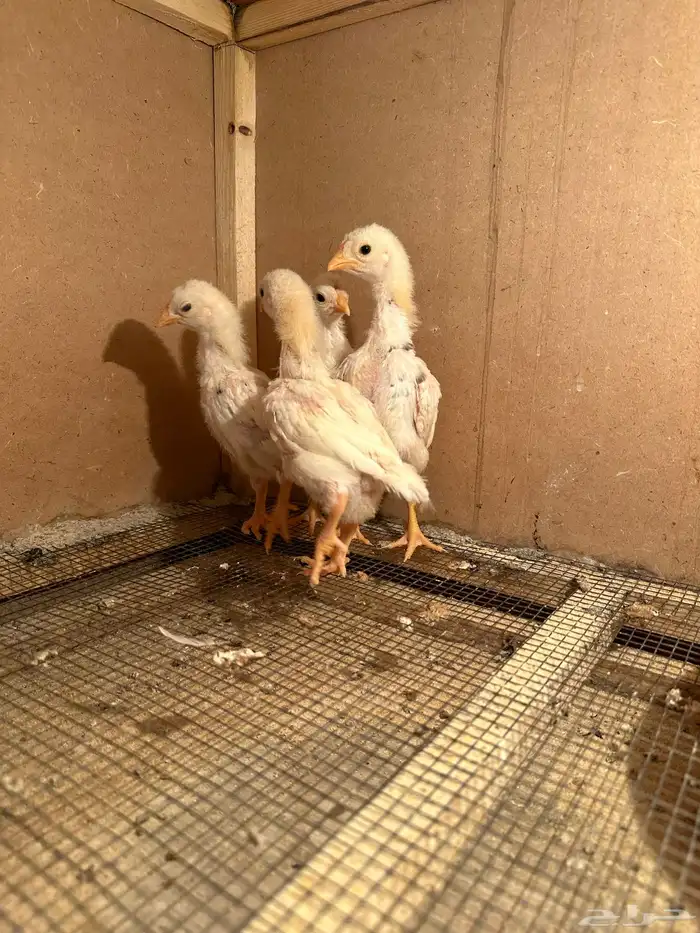 صوص كوشامو (تم البيع) 1