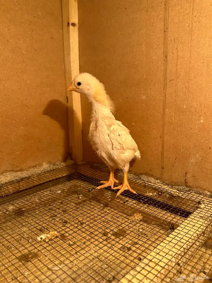 صوص كوشامو (تم البيع) 7