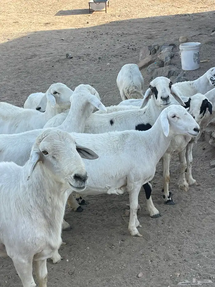 ضان دفع بفحلها شعره قصيره للبيع عدد 13 8