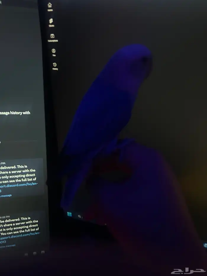 للبيع طير روز 3