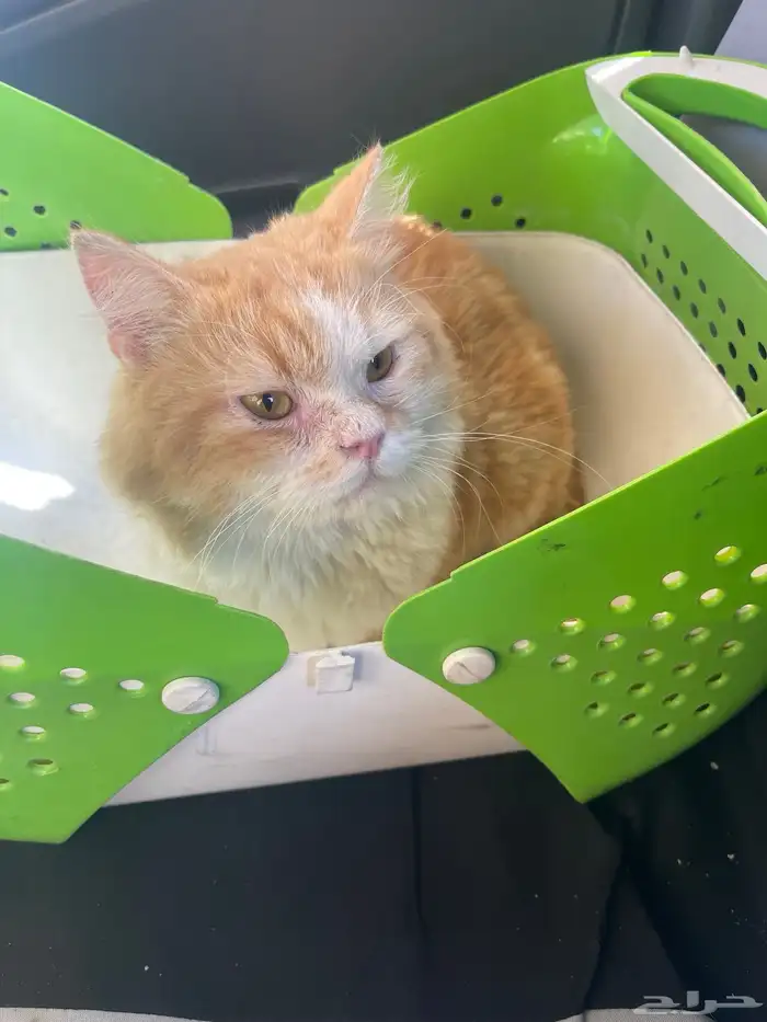 قط مفقود او متخلي عنه للتبني قط سكوتش مهجن 3