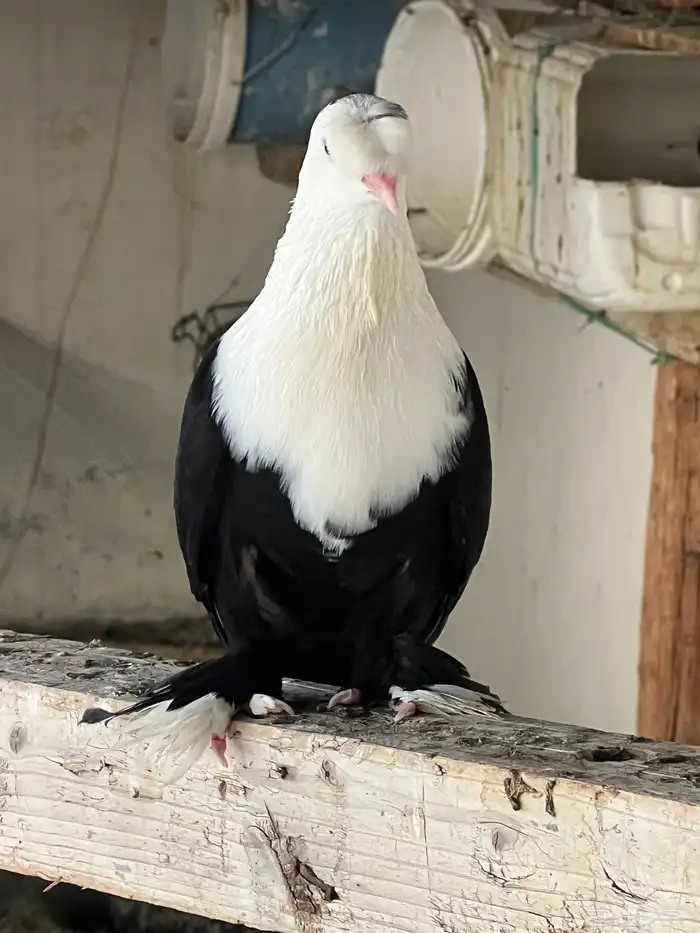 حمام لبناني شخشرلي 2