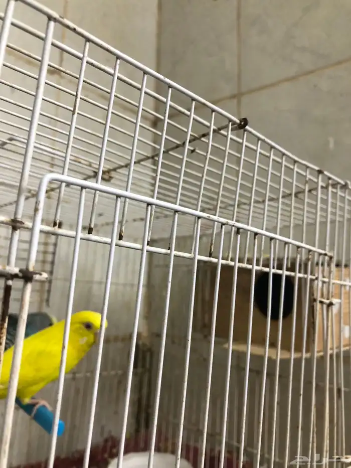 زوج بادجي منتج 0