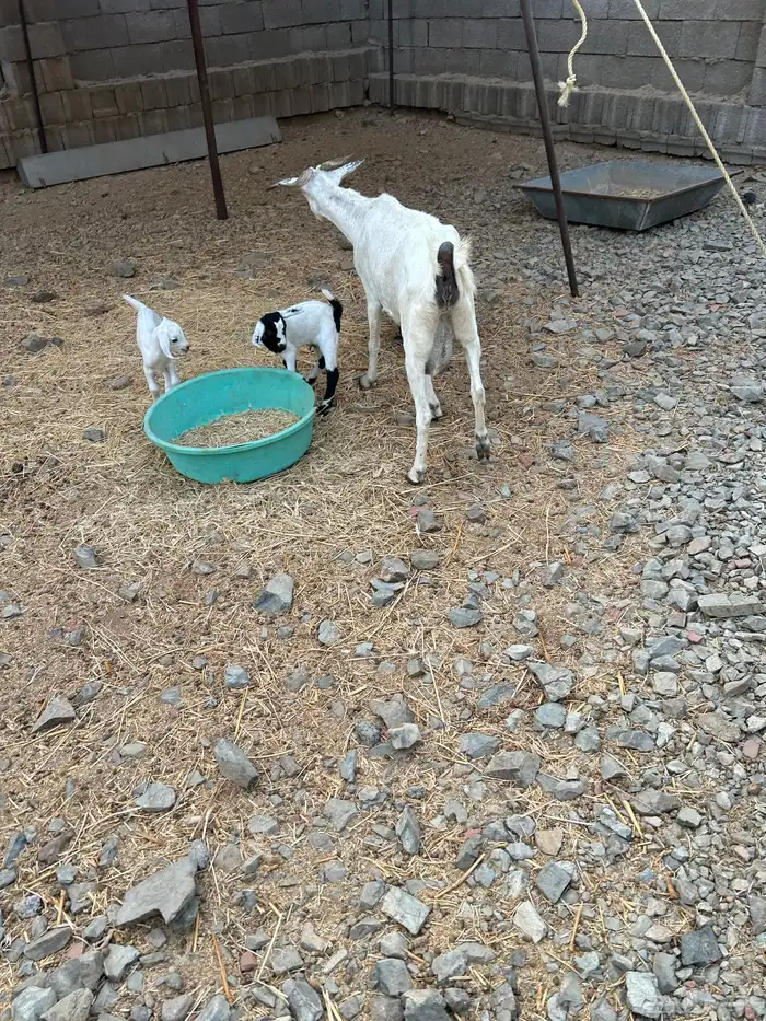 1ماعز بيشي معها 2 تيس وجفره 6