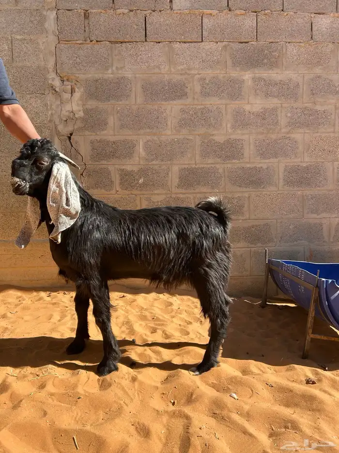 ذبايح صنف عالي 8