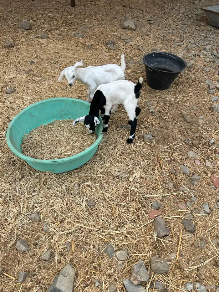 1ماعز بيشي معها 2 تيس وجفره 5