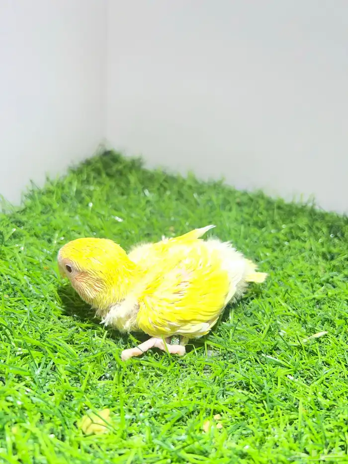 فرخ روز لاتينو غر 0