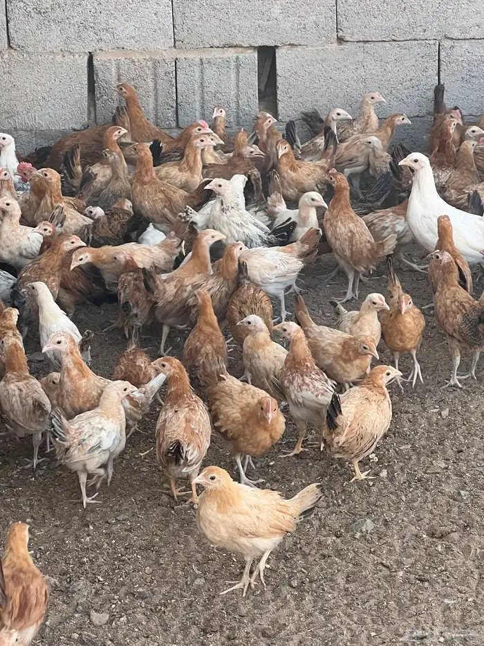 دجاج بلدي فواتح العمر من ثلاثه اشهر الى اربعه 4