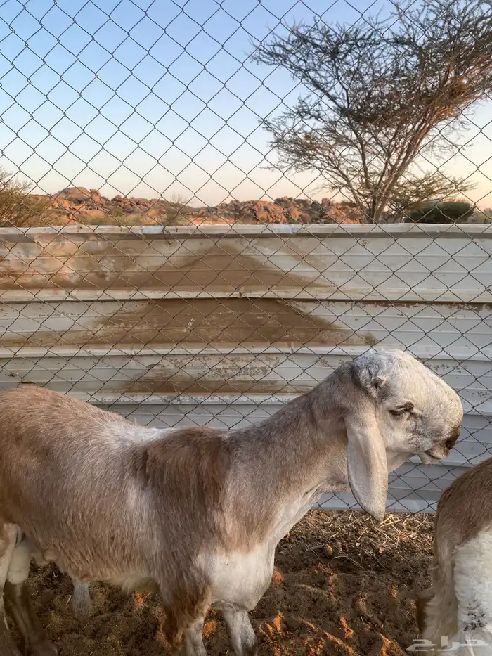مشاريع درماني جذعان 1