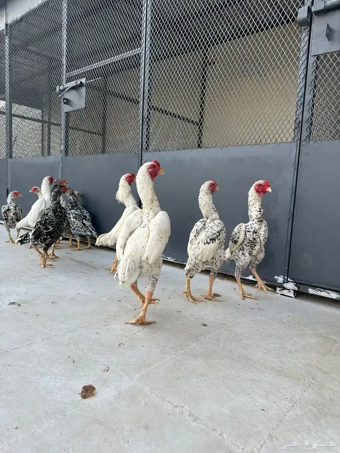 صوص كوشامو (تم البيع) 13