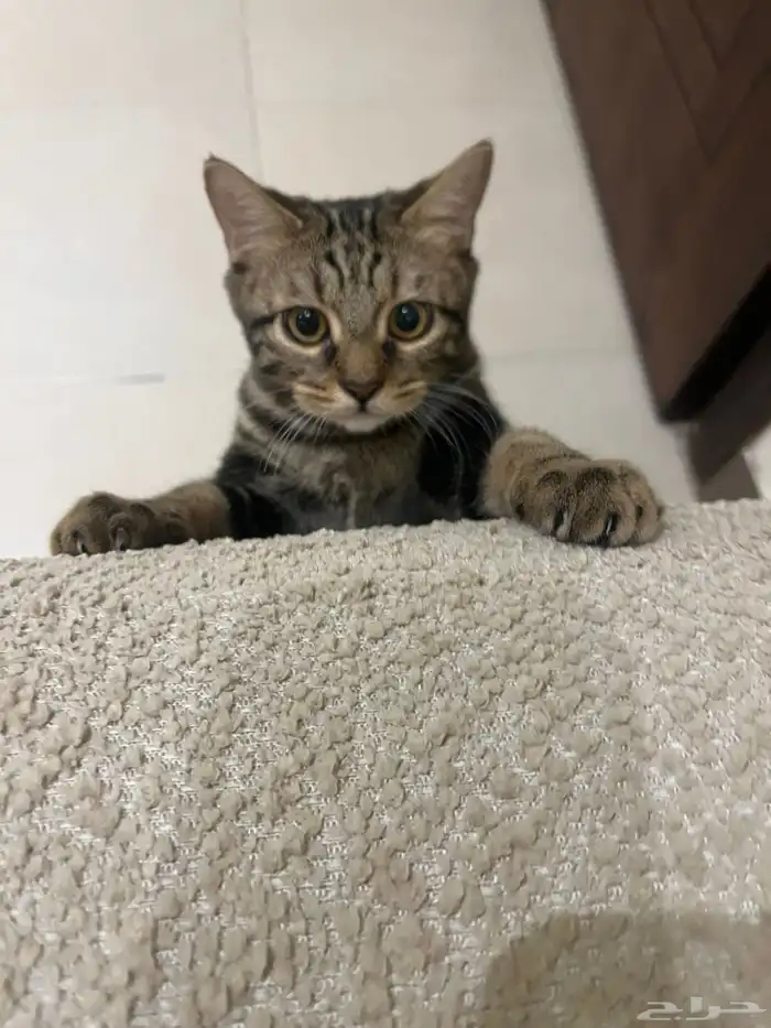 قط بنقالي انثى للتبني مجانا 0