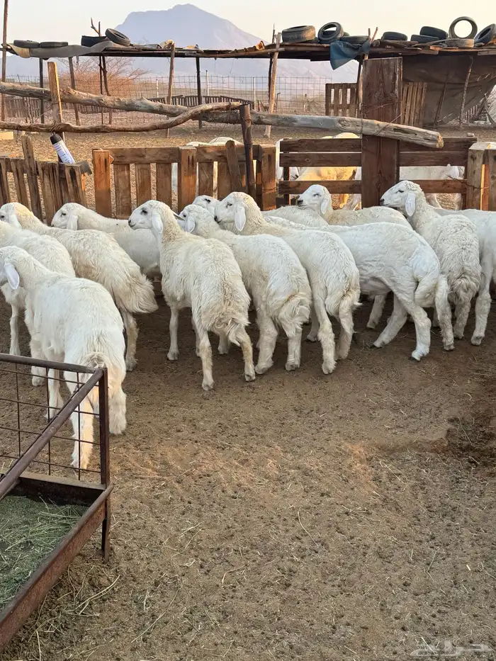 طليان ذبايح نظيفه 0